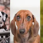 tres tipos de perros en una foto compuesta que ilustra la ansiedad en perros
