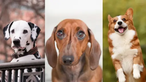 tres tipos de perros en una foto compuesta que ilustra la ansiedad en perros
