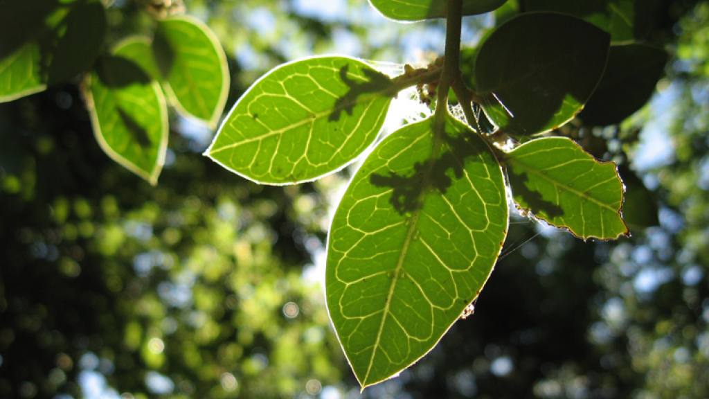 hojas de la planta citronella / Foto: Wikicommons