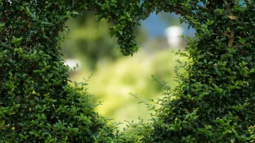 un corazón hecho con plantas