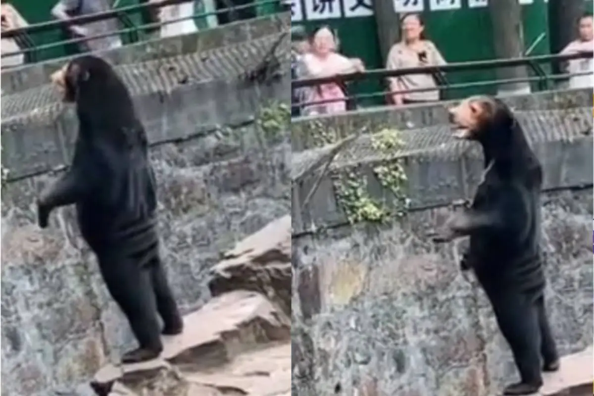 captura de oso del Zoológico de Hangzhou