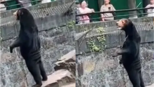 captura de oso del Zoológico de Hangzhou