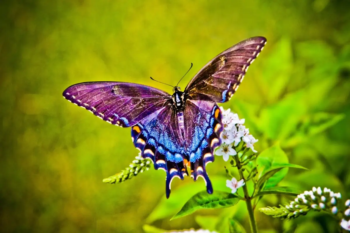 una mariposa sobre una rama en el bosque, que simboliza que las cosas pueden cambiar