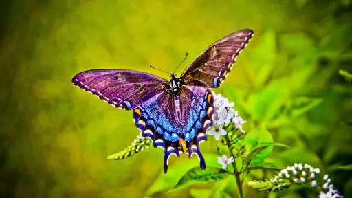 una mariposa sobre una rama en el bosque, que simboliza que las cosas pueden cambiar