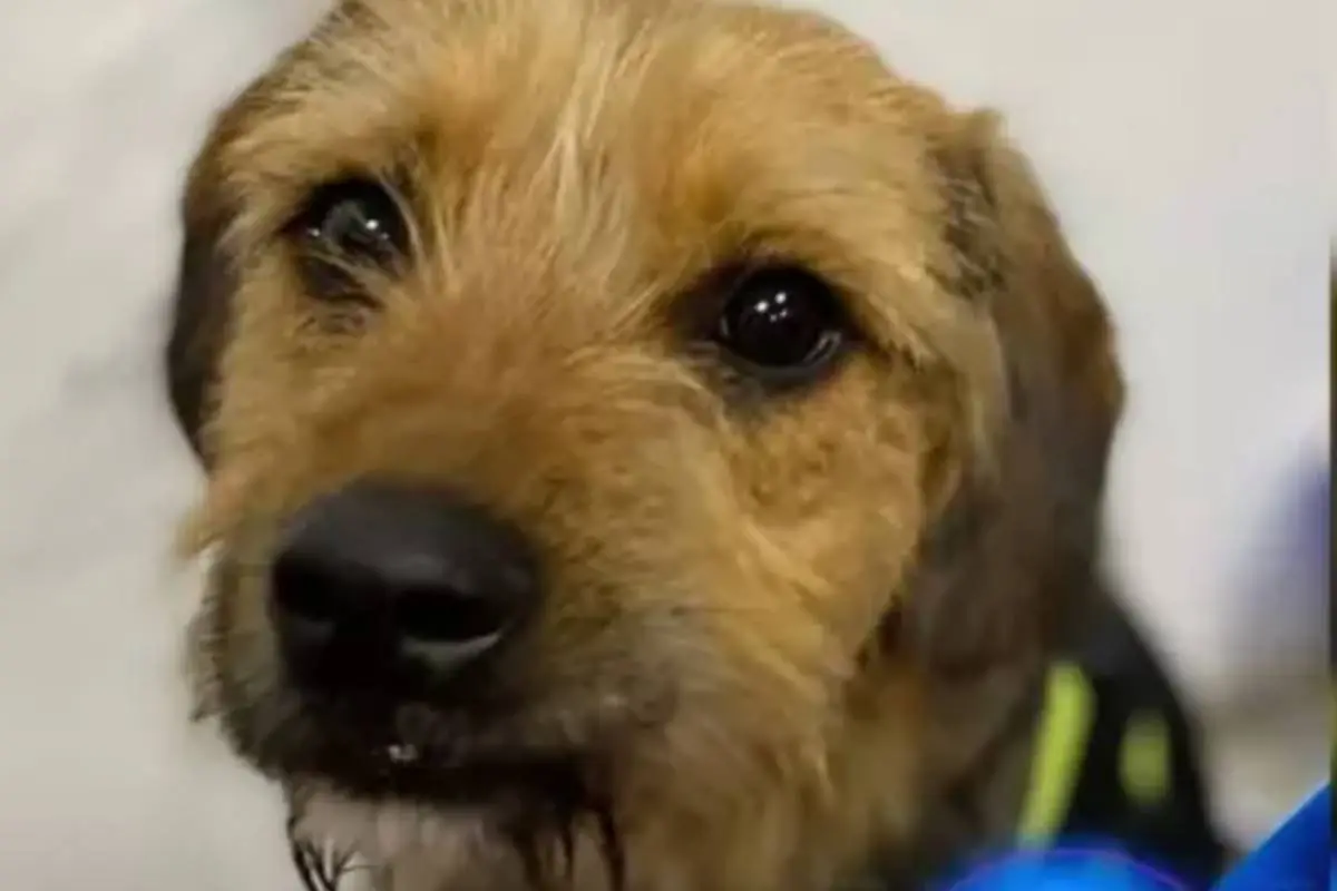 primer plano de Bigote de Gran Hermano