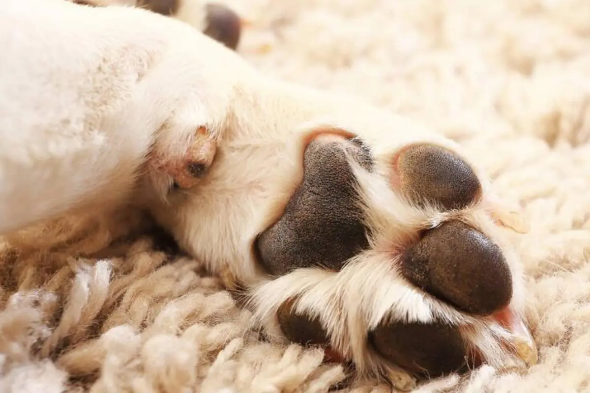 primer plano de pata de perro por muerte en Puerto Montt