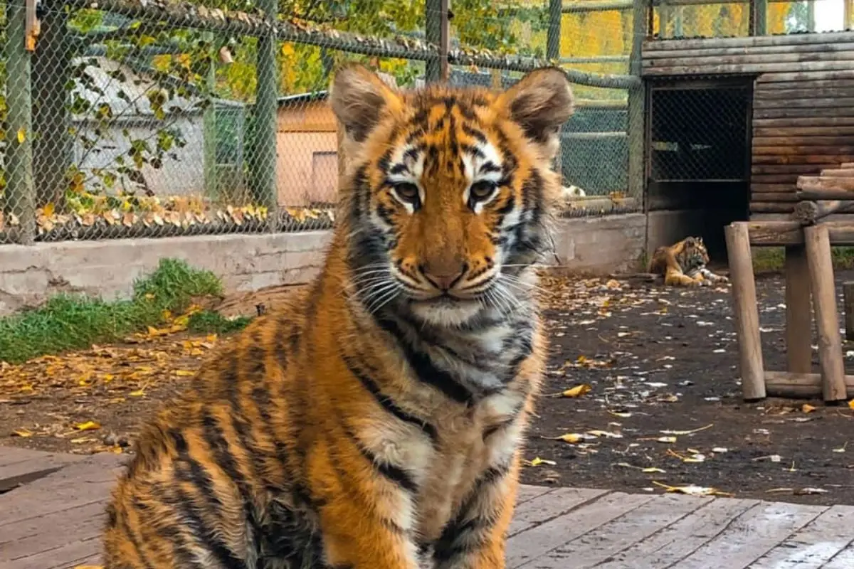 Zoológico Los Ángeles