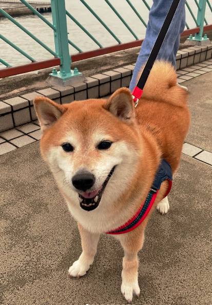 el perro cheems posando a la cámara / Cheems en 2023 / FOTO @balltze