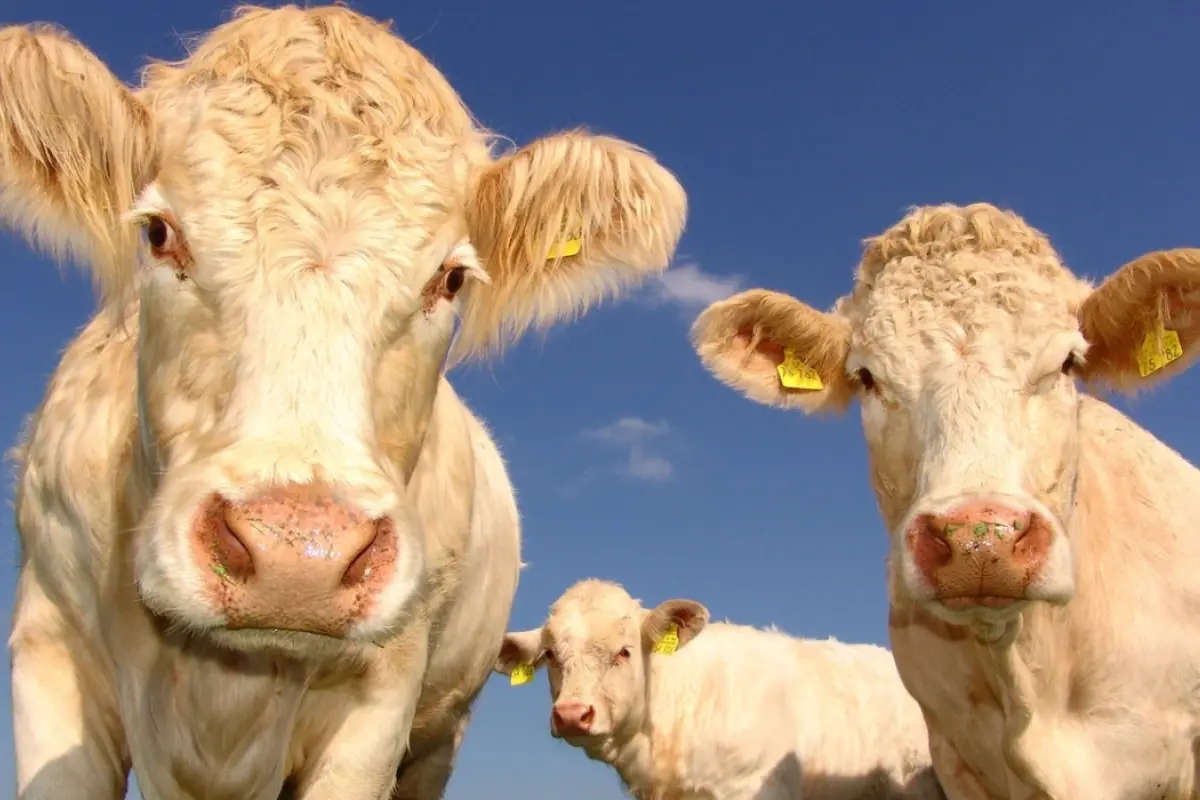vacas mirando a la cámara