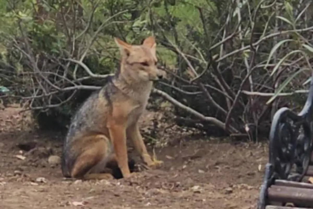 zorro en avenida Kenedy de Las Condes