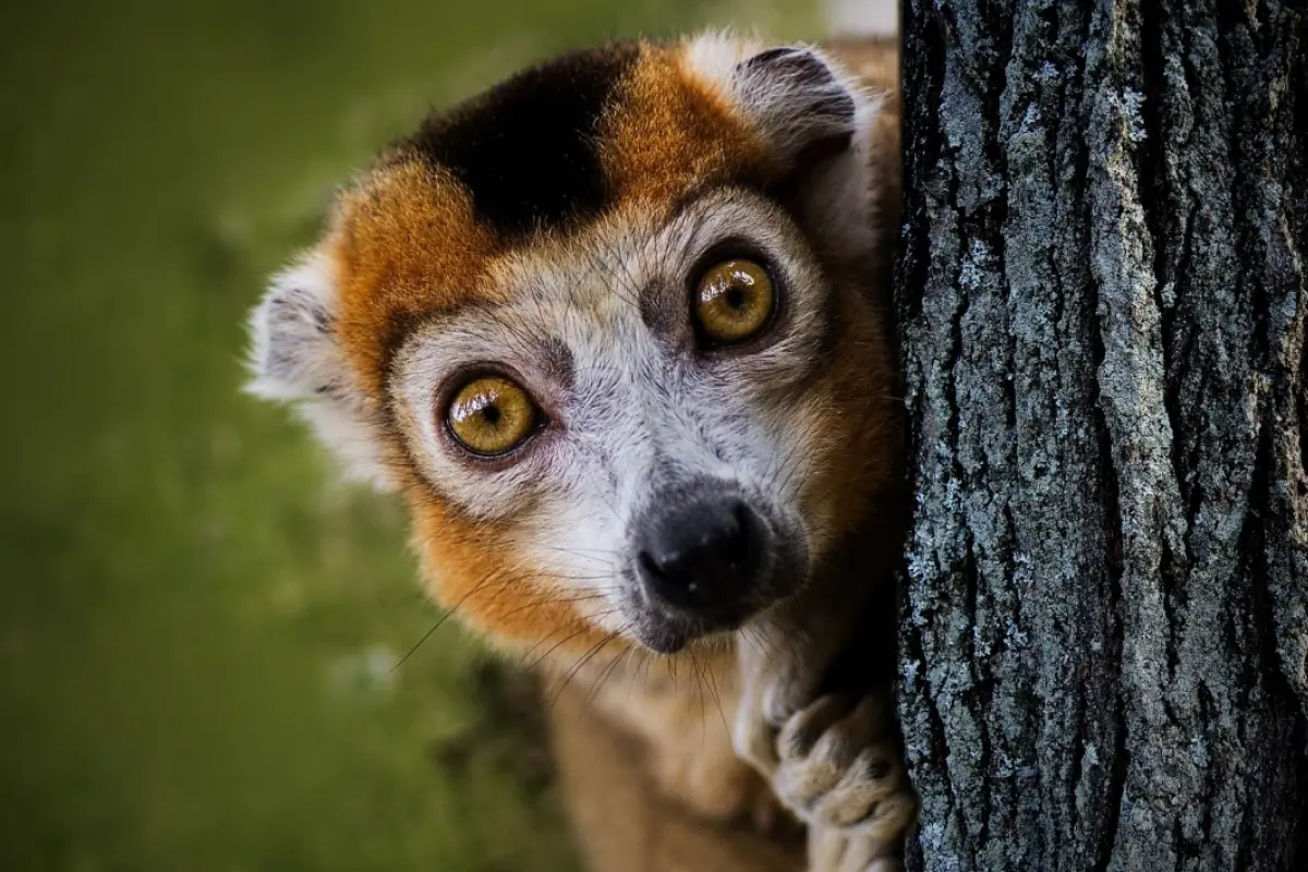 iliusion optica circulos, 