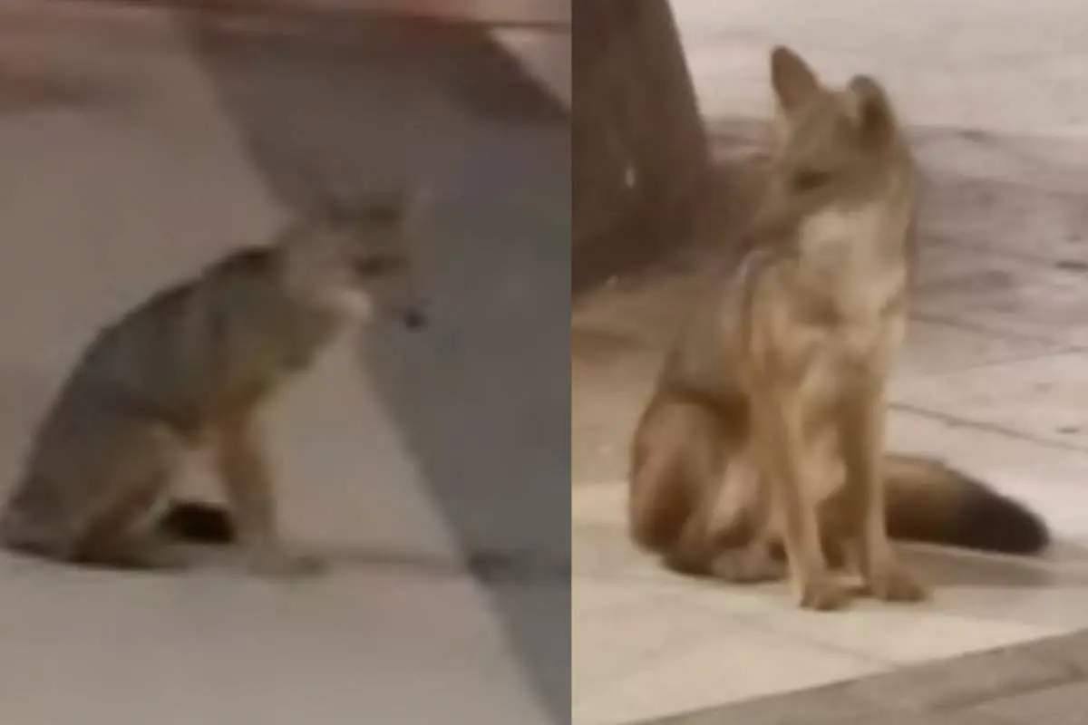 captura de zorro en Ñuñoa