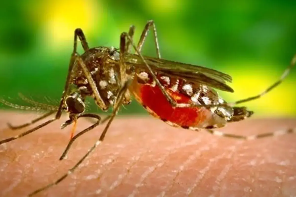 dengue
