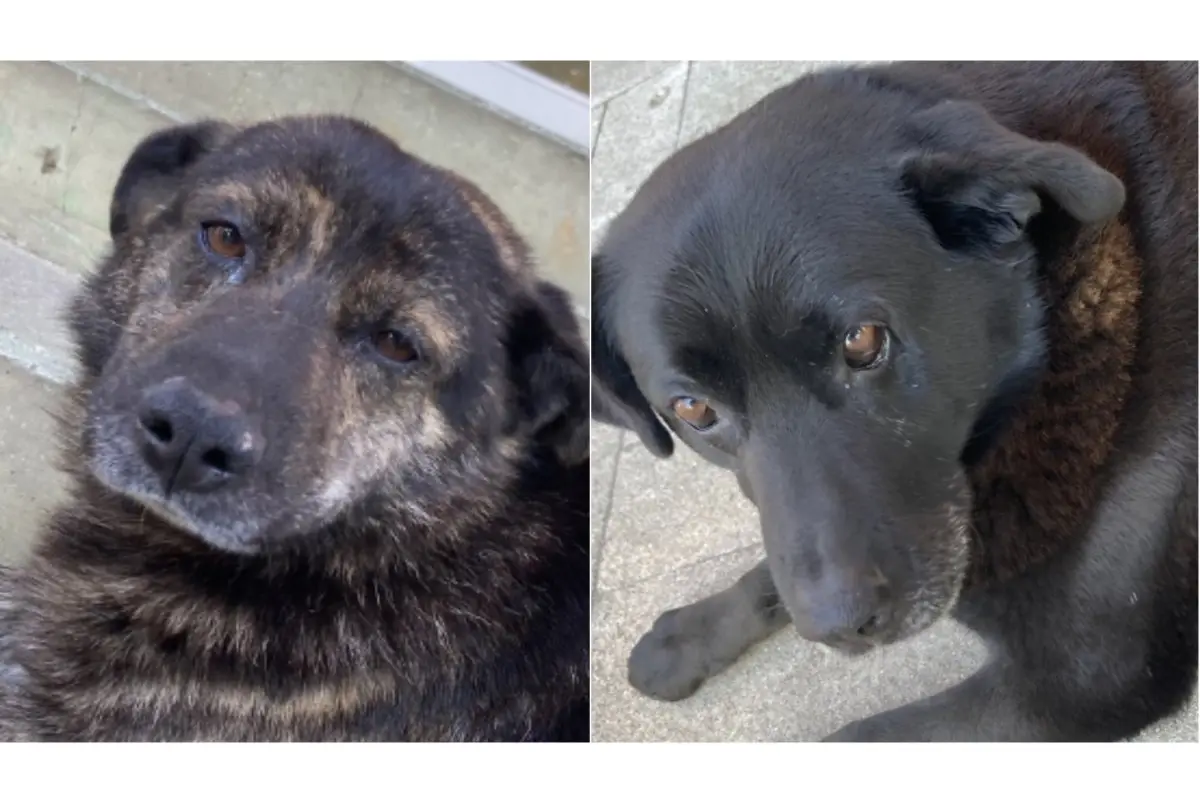 viejito-caballita-valdivia-muerte (1), 