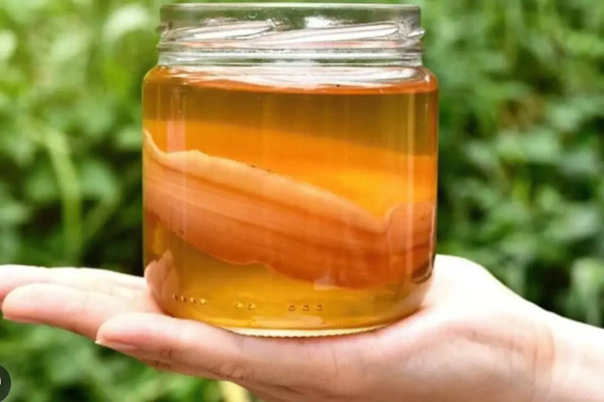 Kombucha