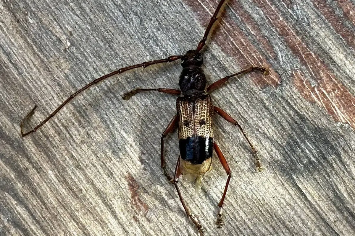 bicho Australia providencia