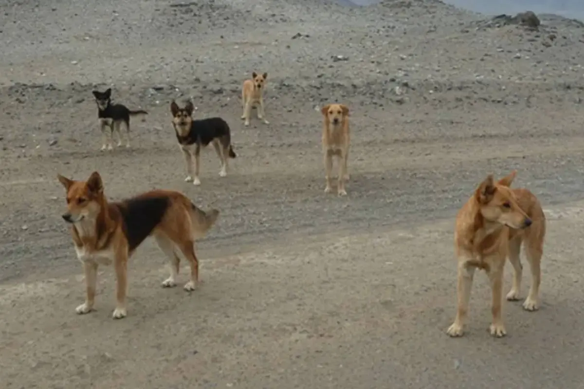 perros en San Pedro de Atacama