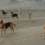 perros en San Pedro de Atacama