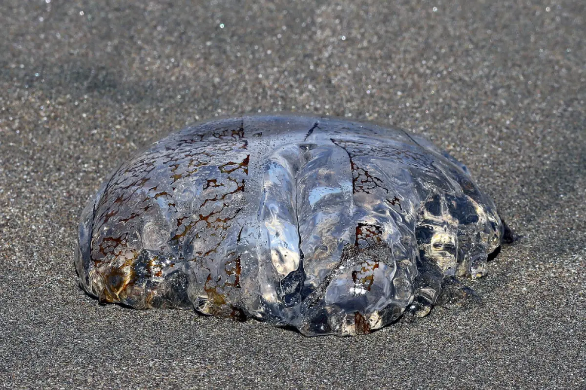 Fragata portuguesa, Agencia UNO