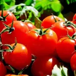 Tomates, redes sociales 