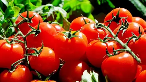 Tomates, redes sociales 