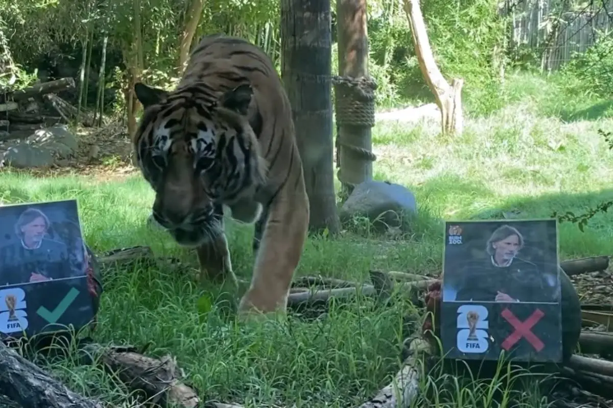 Tigre "Charly" del Buin Zoo no tiene fe en el "Tigre" Gareca, Buin Zoo