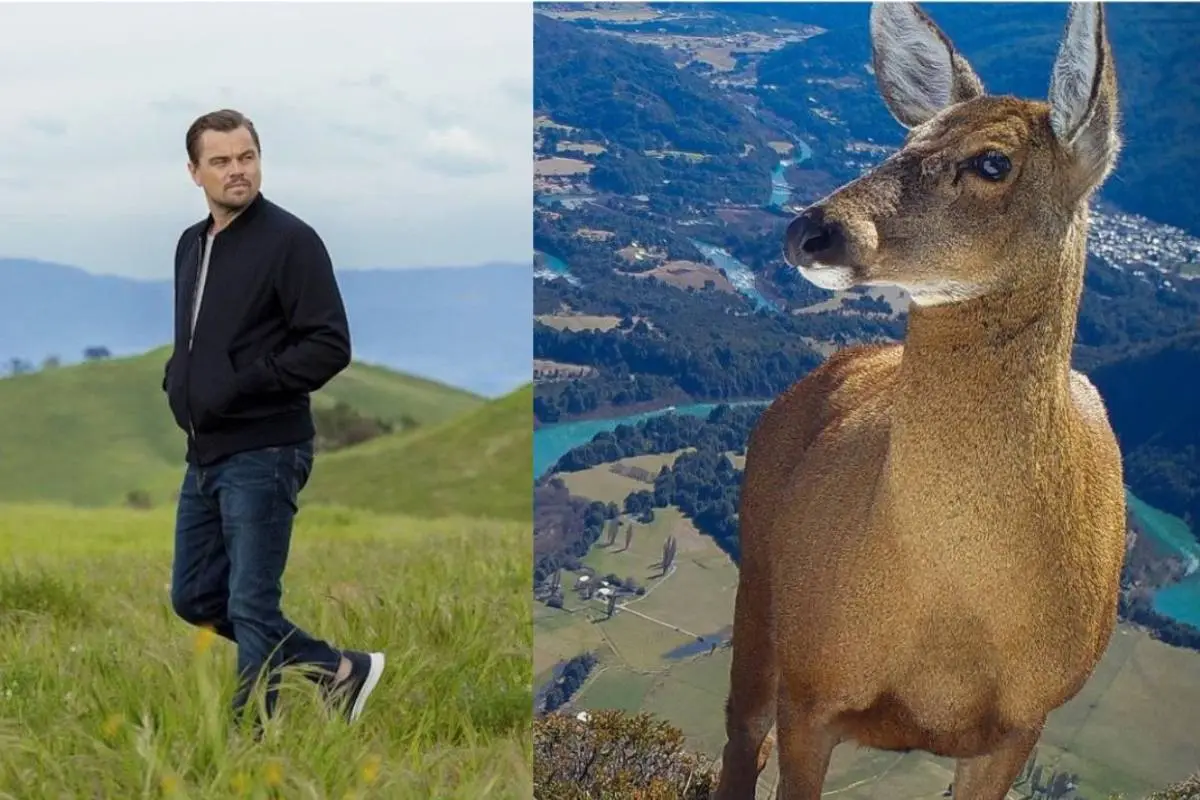 Leonardo DiCaprio, redes sociales