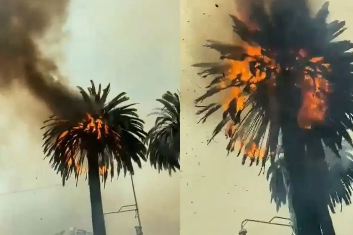 Palmeras terminaron completamente quemadas, Captura