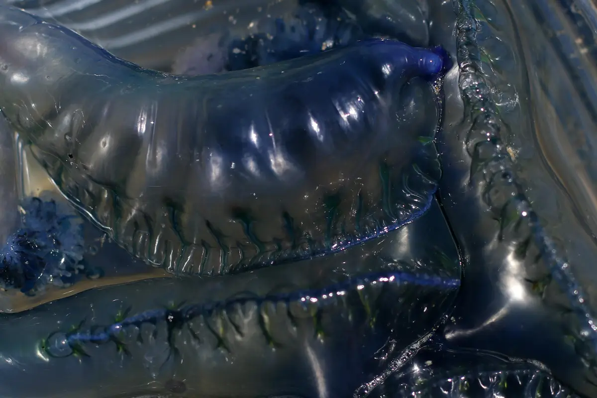 Fragata portuguesa, Agencia Uno