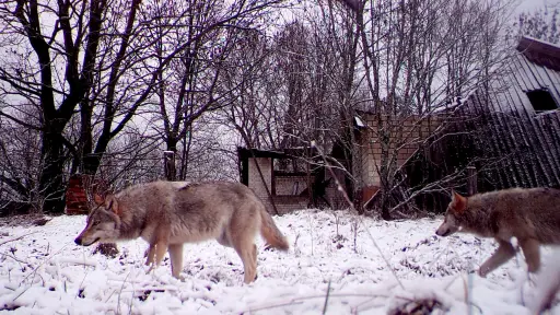 Los lobos caminan por la zona de exclusión de Chernóbil, Reuters