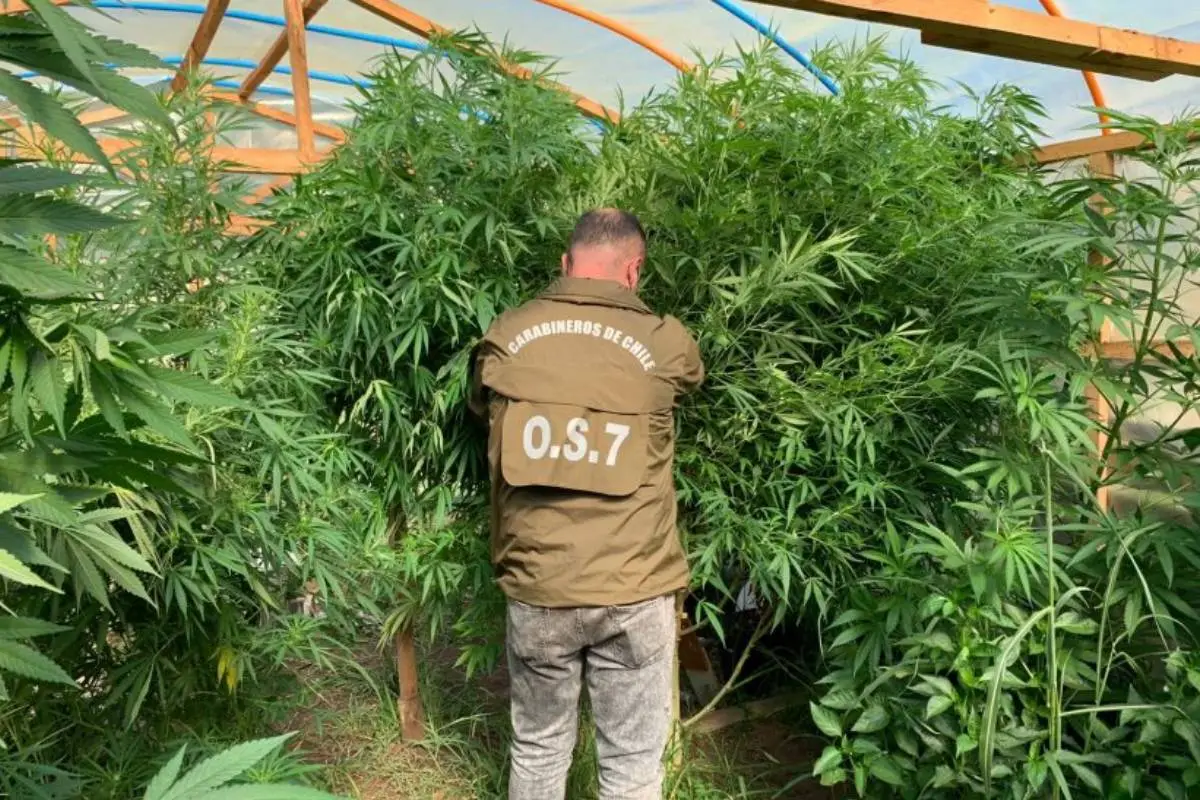 Plantación de marihuana, redes sociales /contexto