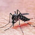 Dengue, Redes Sociales