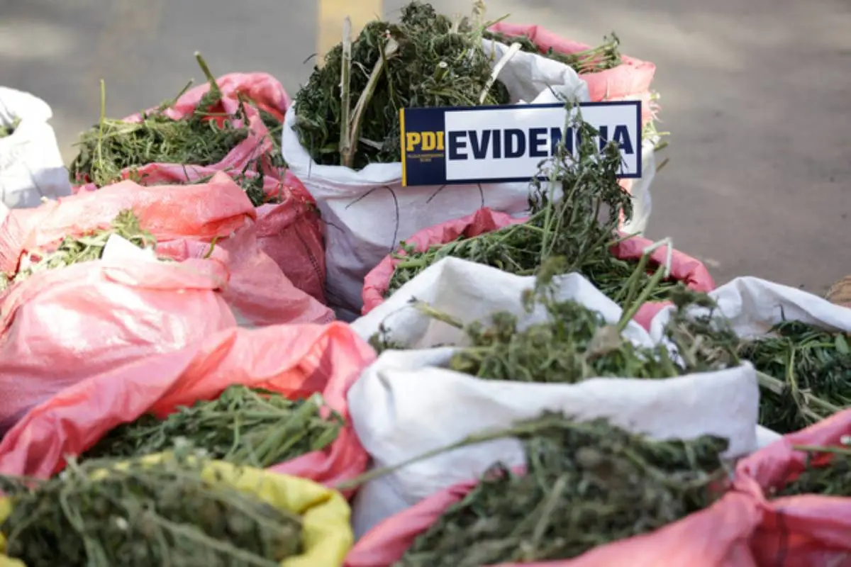 marihuana, Agencia Uno