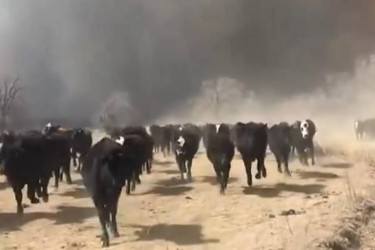 Ganado huyendo del fuego, Captura video, redes sociales