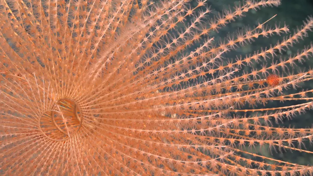 Un coral en espiral  - ROV SuBastian / Schmidt Ocean Institute