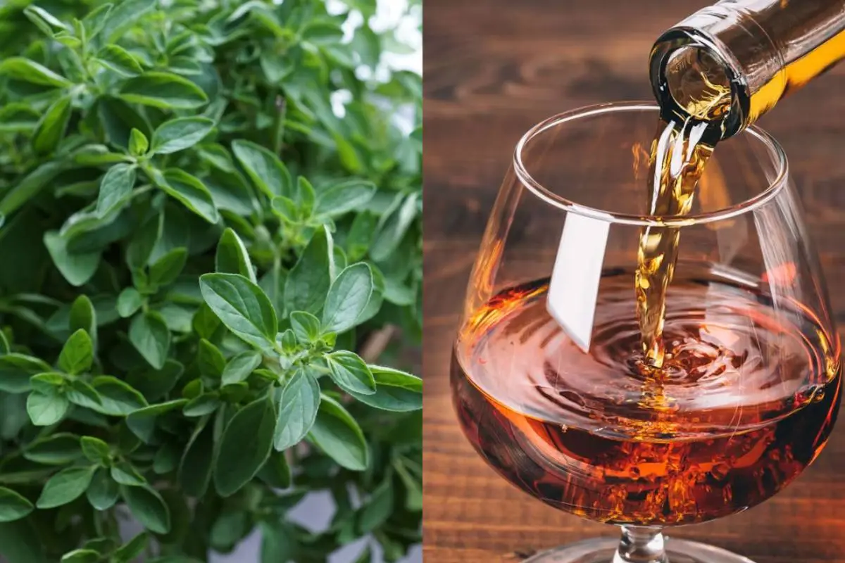 Orégano y Cognac, Redes sociales