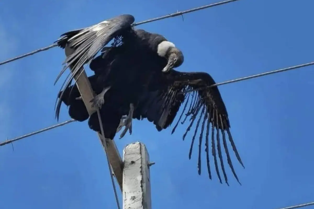 cóndor electrocutado en Illapel