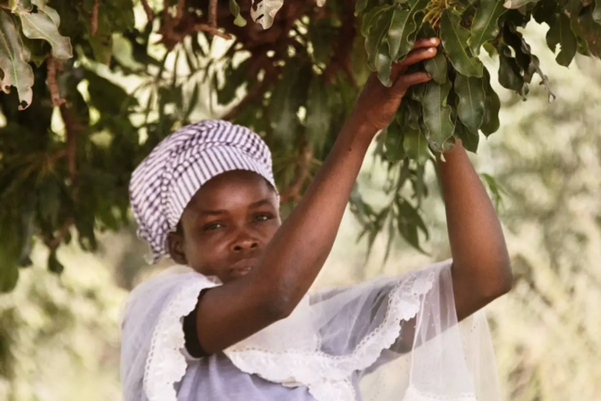 Cosmética natural, Cedida
