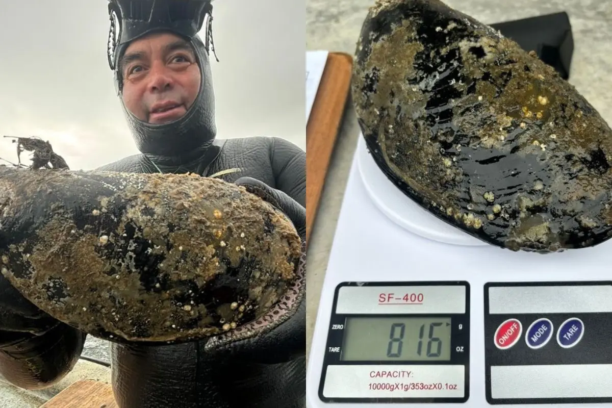 El choro pesó 815 gramos y midió 32 centímetros, Twitter