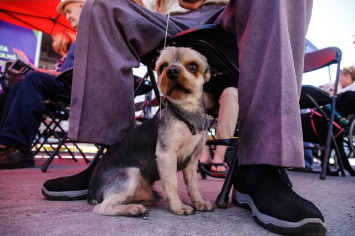 mascotas, Agencia Uno