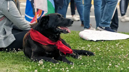 Perro matapacos , Redes sociales