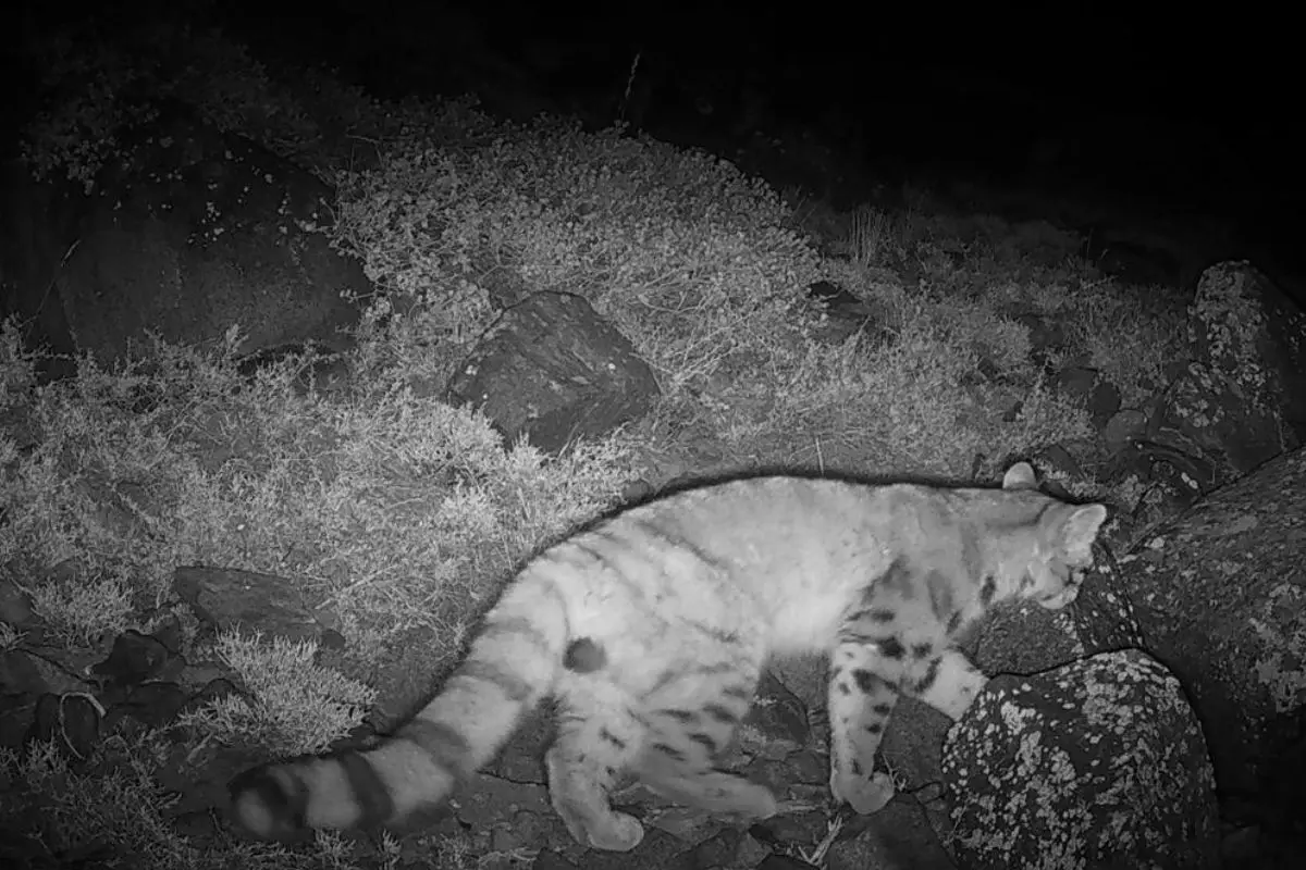 Un gato andino fue visto gracias a las cámaras trampa, Cedida