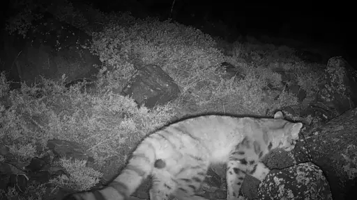Un gato andino fue visto gracias a las cámaras trampa, Cedida