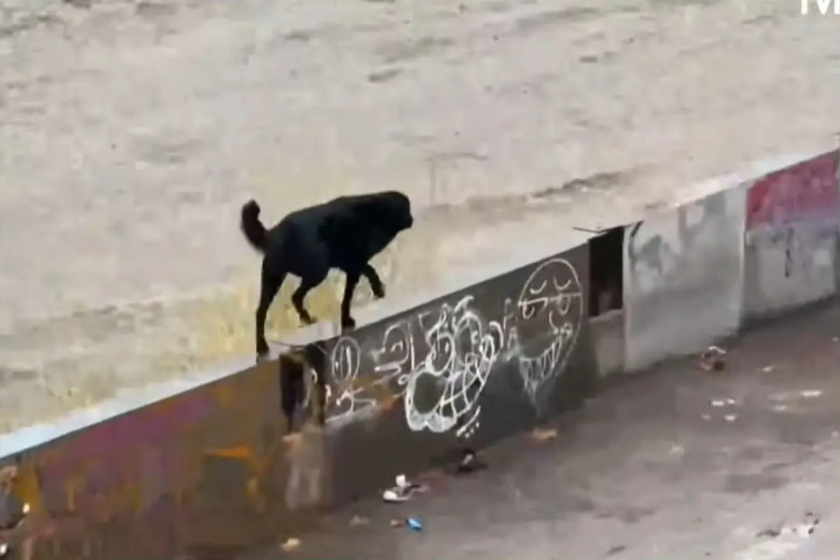 Perrito puso en riesgo su vida junto al Mapocho, Captura