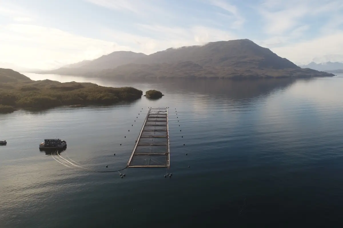 Salmonicultura en Chile , Cedida