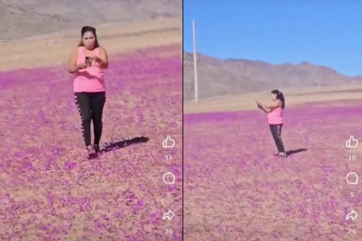Mujer pisando flores en desierto florido , Captura de redes sociales