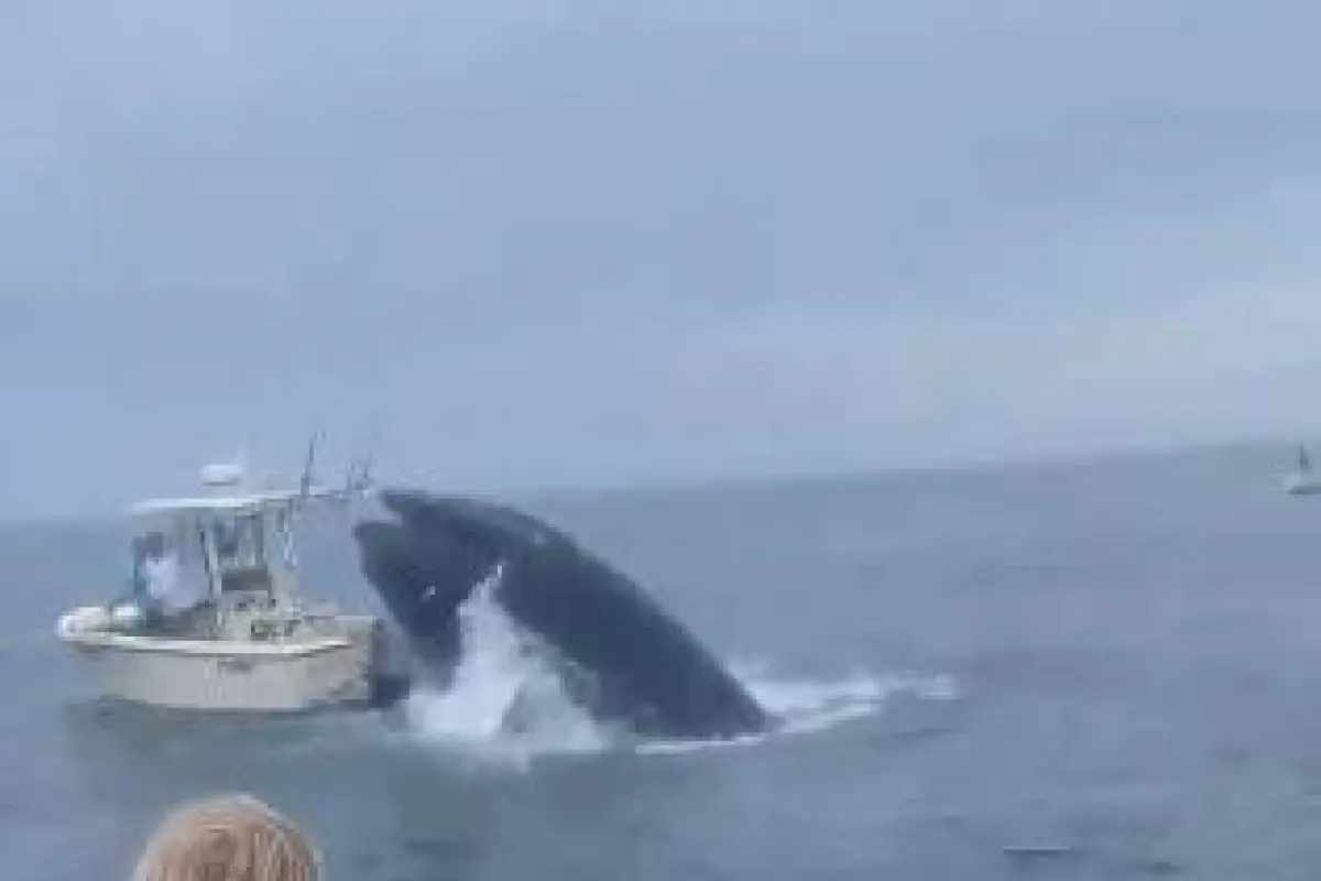 Ballena cae en un bote, Captura