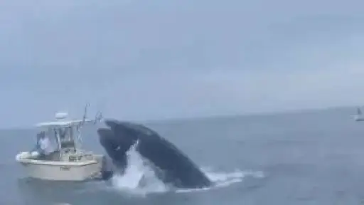 Ballena cae en un bote, Captura