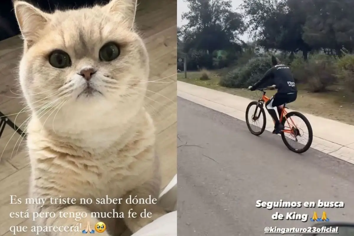 Arturo Vidal salió en busca de su gato, Captura