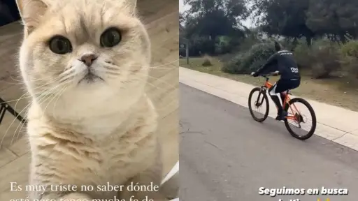 Arturo Vidal salió en busca de su gato, Captura